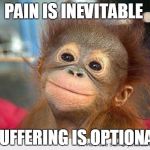 Cute Monkey | PAIN IS INEVITABLE SUFFERING IS OPTIONAL | image tagged in cute monkey | made w/ Imgflip meme maker