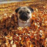 pug in leaves