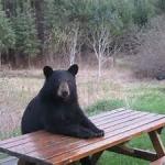 picnic bear