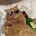 Wine Cat Birthday meme