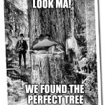 Lumberjack | LOOK MA! WE FOUND THE PERFECT TREE | image tagged in lumberjack | made w/ Imgflip meme maker