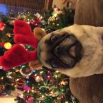 Pugchristmas meme