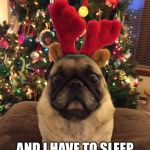 Pugchristmas | FAMILY IS IN TOWN! AND I HAVE TO SLEEP WITH THE CAT?! | image tagged in pugchristmas | made w/ Imgflip meme maker