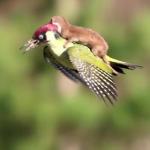 Weasel Riding A Woodpecker meme