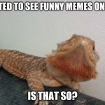 Oh is that so lizard | YOU WANTED TO SEE FUNNY MEMES ON IMGFLIP? IS THAT SO? | image tagged in oh is that so lizard | made w/ Imgflip meme maker