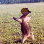 Motherfucking anteater  | COME AT ME BRO! COME AT ME! | image tagged in motherfucking anteater,scumbag | made w/ Imgflip meme maker