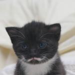 itpkitten