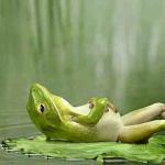 Lazy Frog meme