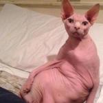 cat naked