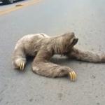 sloth on road