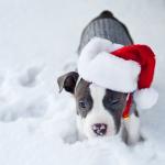 Pit Bull in the Snow