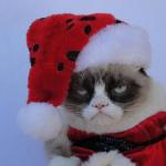 grumpy cats anta