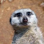 Judgmental Meerkat