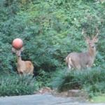 basketball deer meme