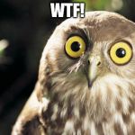 wtf | WTF! | image tagged in owl thing | made w/ Imgflip meme maker