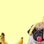 Banana pug