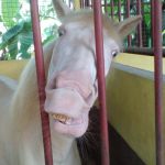 monday blues | MY REACTION WHEN TOMORROW IS MONDAY | image tagged in horse,monday,monday face,monday mornings | made w/ Imgflip meme maker