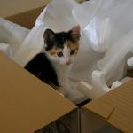 Cat Kitten Box