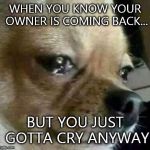 Dog Problems: Crying | WHEN YOU KNOW YOUR OWNER IS COMING BACK... BUT YOU JUST GOTTA CRY ANYWAY | image tagged in dog problems,first world problems,funny memes,memes,funny dogs,dogs | made w/ Imgflip meme maker