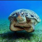 Neutral buoyancy turtle meme