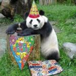 Birthday panda