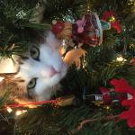 Christmas tree cat meme