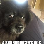 Epiphany Chow | I HOPE THERE ISN'T A SCHRODINGER'S DOG | image tagged in epiphany chow | made w/ Imgflip meme maker