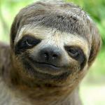 swag sloth with haircut meme