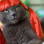 Wendy's Cat