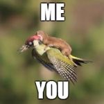 Weasel on woodpecker | ME YOU | image tagged in weasel on woodpecker | made w/ Imgflip meme maker