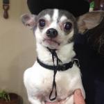 Dapper Chihuahua