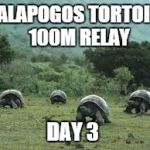 Tortoise race | GALAPOGOS TORTOISE 100M RELAY DAY 3 | image tagged in tortoise race | made w/ Imgflip meme maker