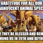 animals | GRATITUDE FOR ALL OUR MAGNIFICENT ANIMAL SPECIES MAY THEY BE BLESSED AND REMAIN AMONG US IN 2016 AND BEYOND | image tagged in animals | made w/ Imgflip meme maker