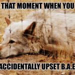 Sad wolf | THAT MOMENT WHEN YOU ACCIDENTALLY UPSET B.A.E. | image tagged in sad wolf | made w/ Imgflip meme maker