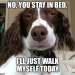 Judgemental dog | NO, YOU STAY IN BED. I'LL JUST WALK MYSELF TODAY. | image tagged in judgemental dog | made w/ Imgflip meme maker