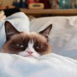 grumpy cat bed meme