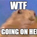 Dramatic Chipmunk | WTF IS GOING ON HERE | image tagged in dramatic chipmunk | made w/ Imgflip meme maker