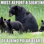 Albino Polar Bear Sighting | I MUST REPORT A SIGHTING OF ALBINO POLAR BEARS | image tagged in black bears,memes | made w/ Imgflip meme maker