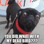 This is for googol | YOU DID WHAT WITH MY DEAD BIRD??? | image tagged in eyes | made w/ Imgflip meme maker