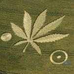 Marijuana Crop Circle