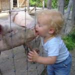 kid kissing pig 