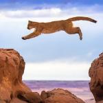 Leaping Lion