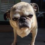 Grumpy pug
