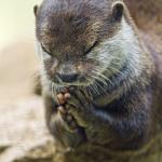 prayer otter