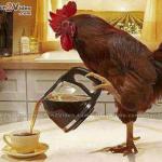 Coffee Rooster meme