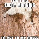 mountain goat | I DO THIS EVERY MORNING TO GET TO MY COFEE | image tagged in mountain goat | made w/ Imgflip meme maker