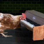Piano Playing Chicken meme