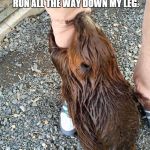 Beaver wild life | I KNEW MY BEAVER WAS WET, BUT I DIDN'T THINK IT WAS GONNA RUN ALL THE WAY DOWN MY LEG. | image tagged in beaver wild life | made w/ Imgflip meme maker