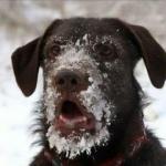 Snow Face Dog