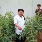 Kim Jong Un Weed